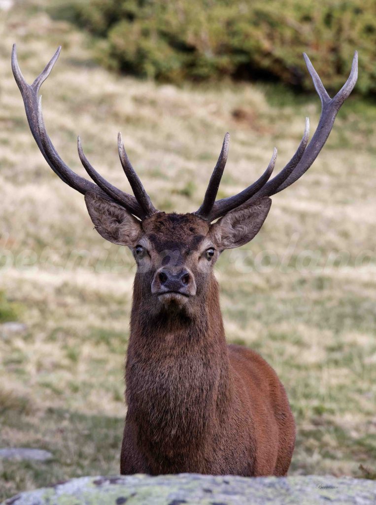 portrait cerf montagne Cerdagne Pyrénées orientales défi