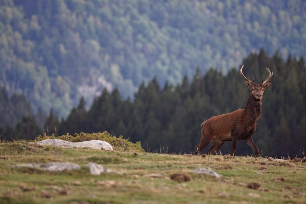 cerdagne cerf angoustrine brame montagne pyrénées cervidés